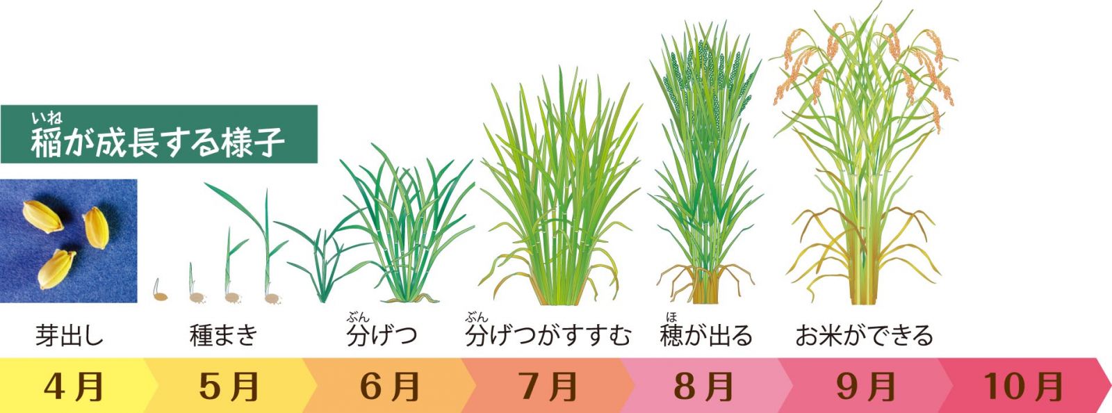 バケツの田んぼでお米づくり 美味しいお米のマルエー